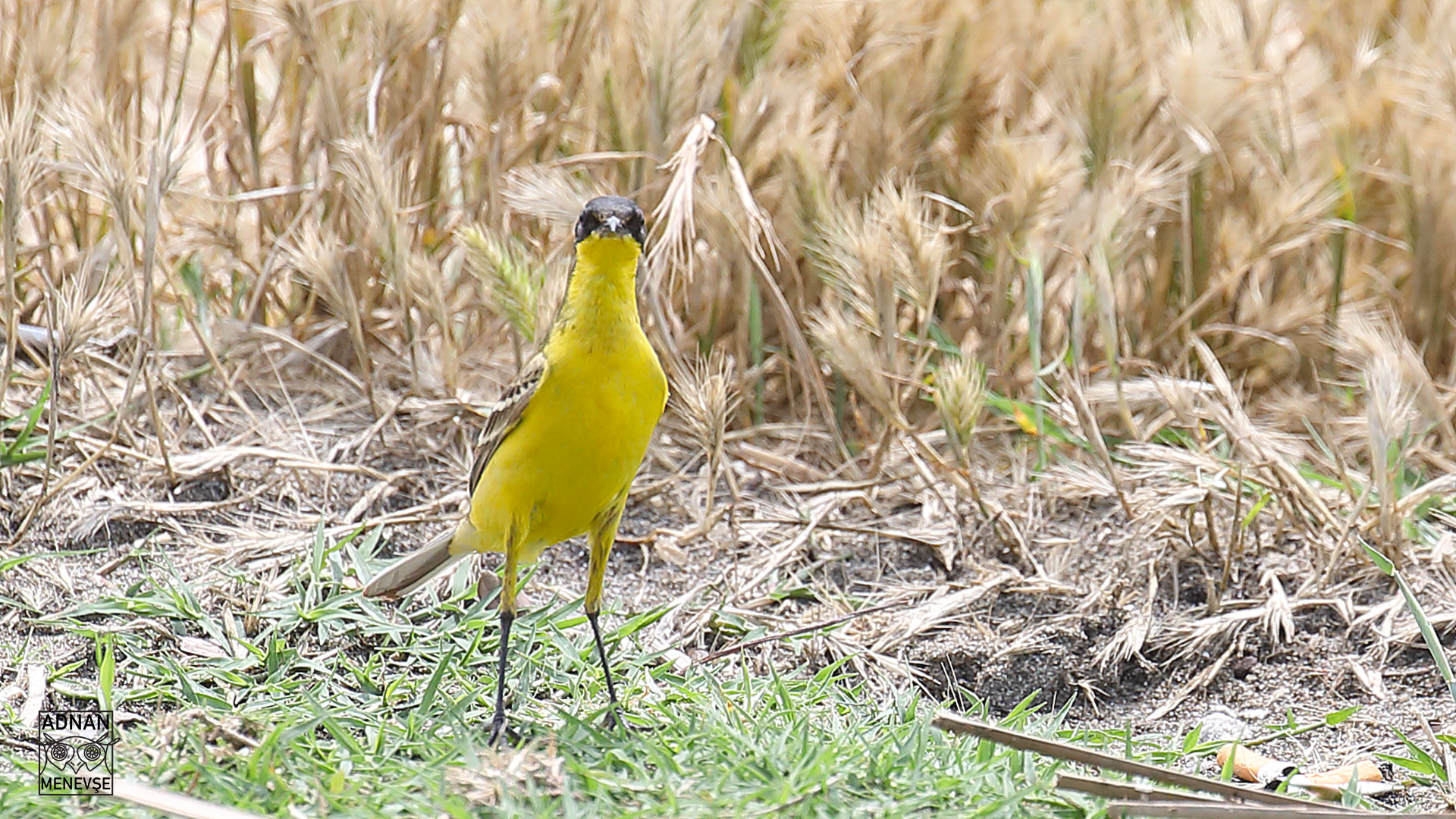 Western Yellow Wagtail